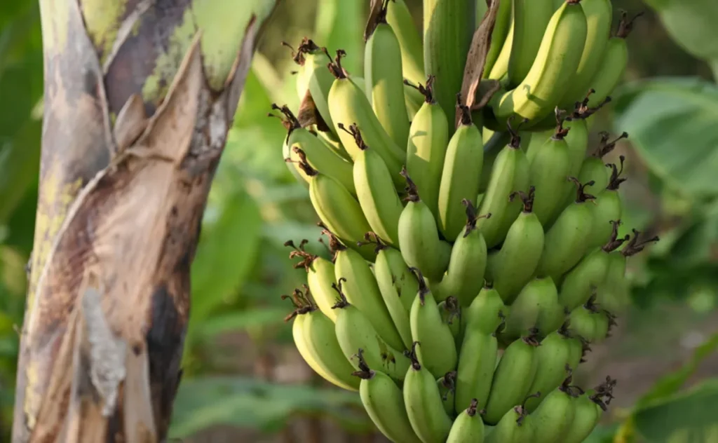 Dwarf Plantain Banana