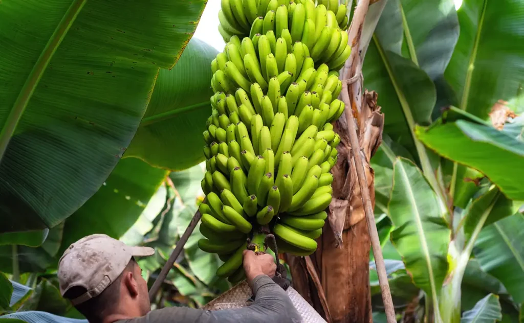 Top Banana Exporting Countries in 2025