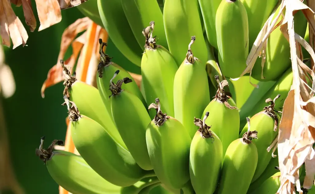 The Largest Banana Exporting Countries