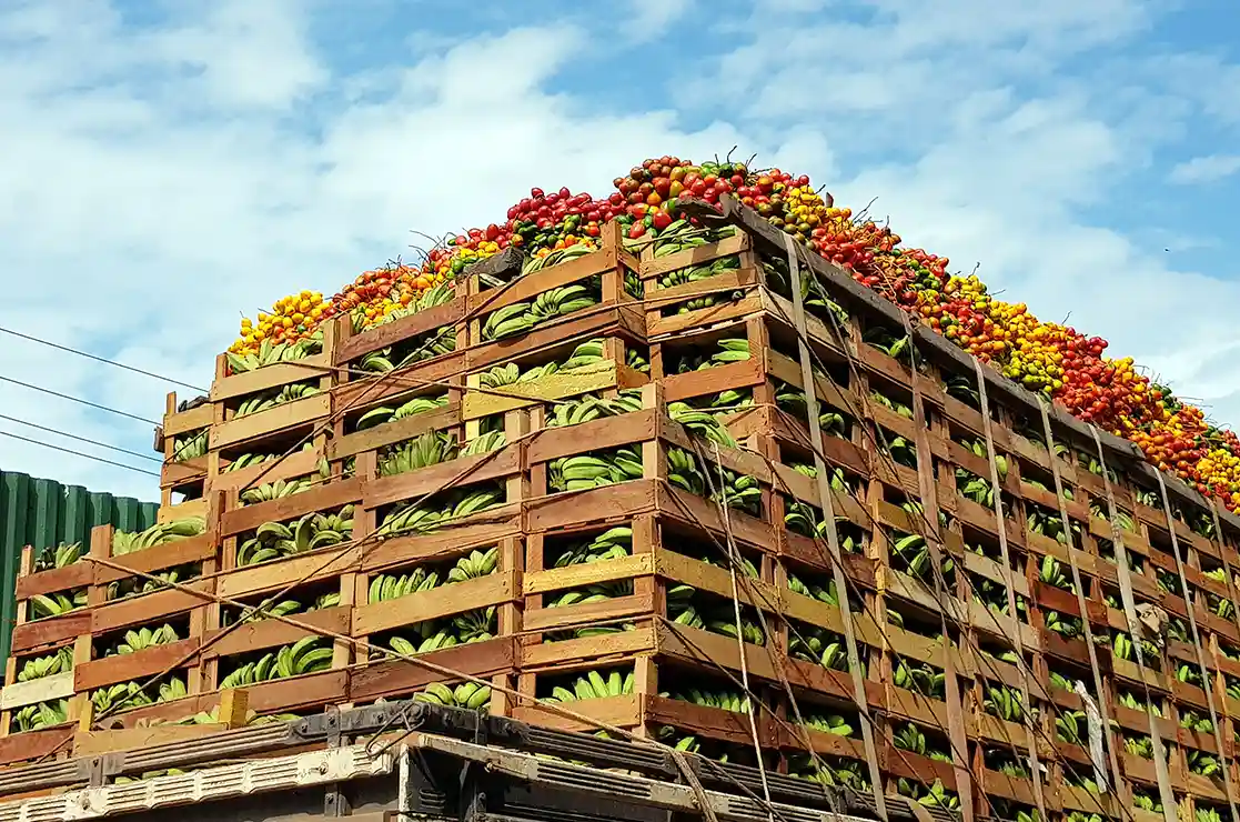 global banana import market