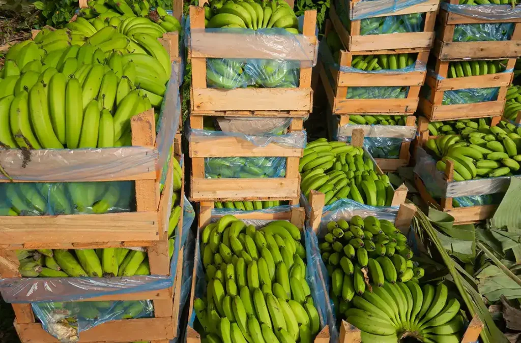 Top 10 Banana Importing Countries