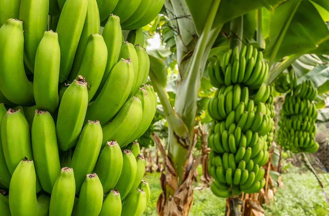 Overview of Banana Consumption Worldwide
