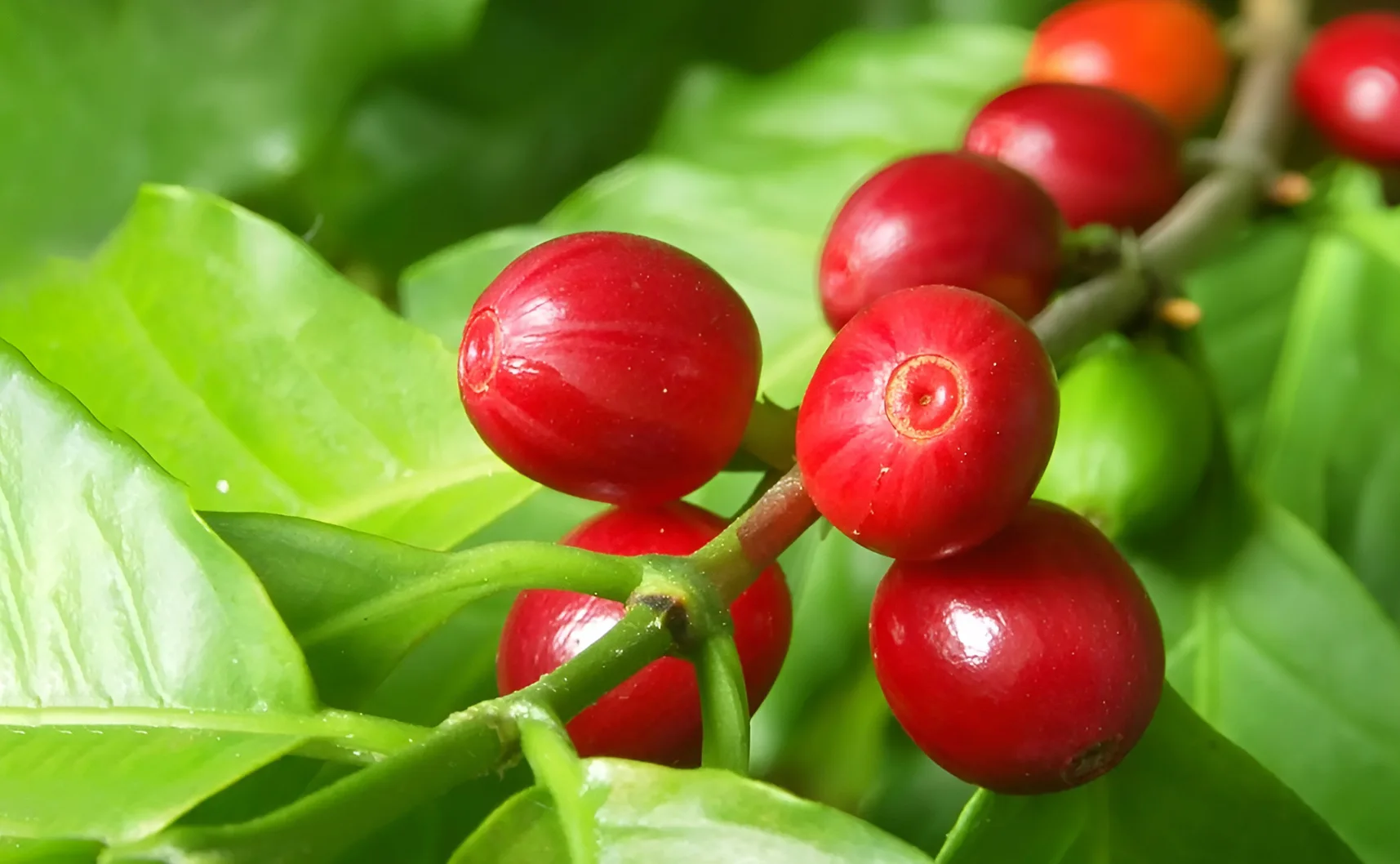 Uganda Mount Elgon – A Rising Specialty Origin