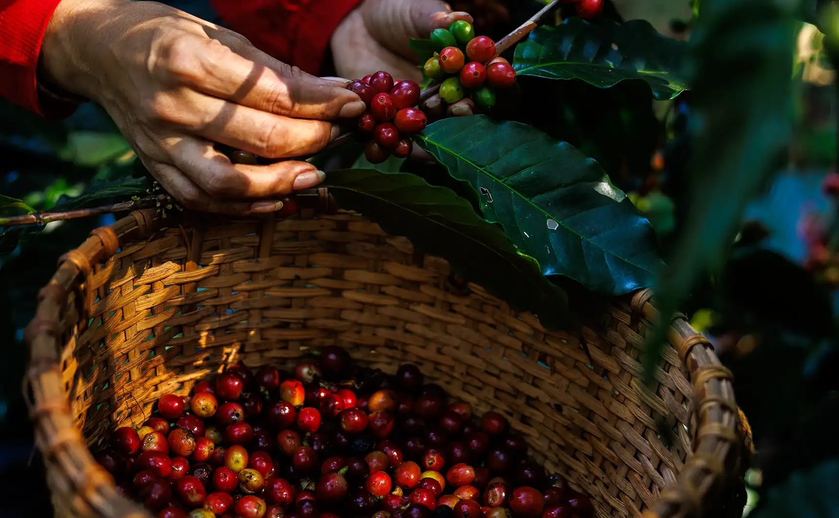 What Makes a Coffee World-Class?