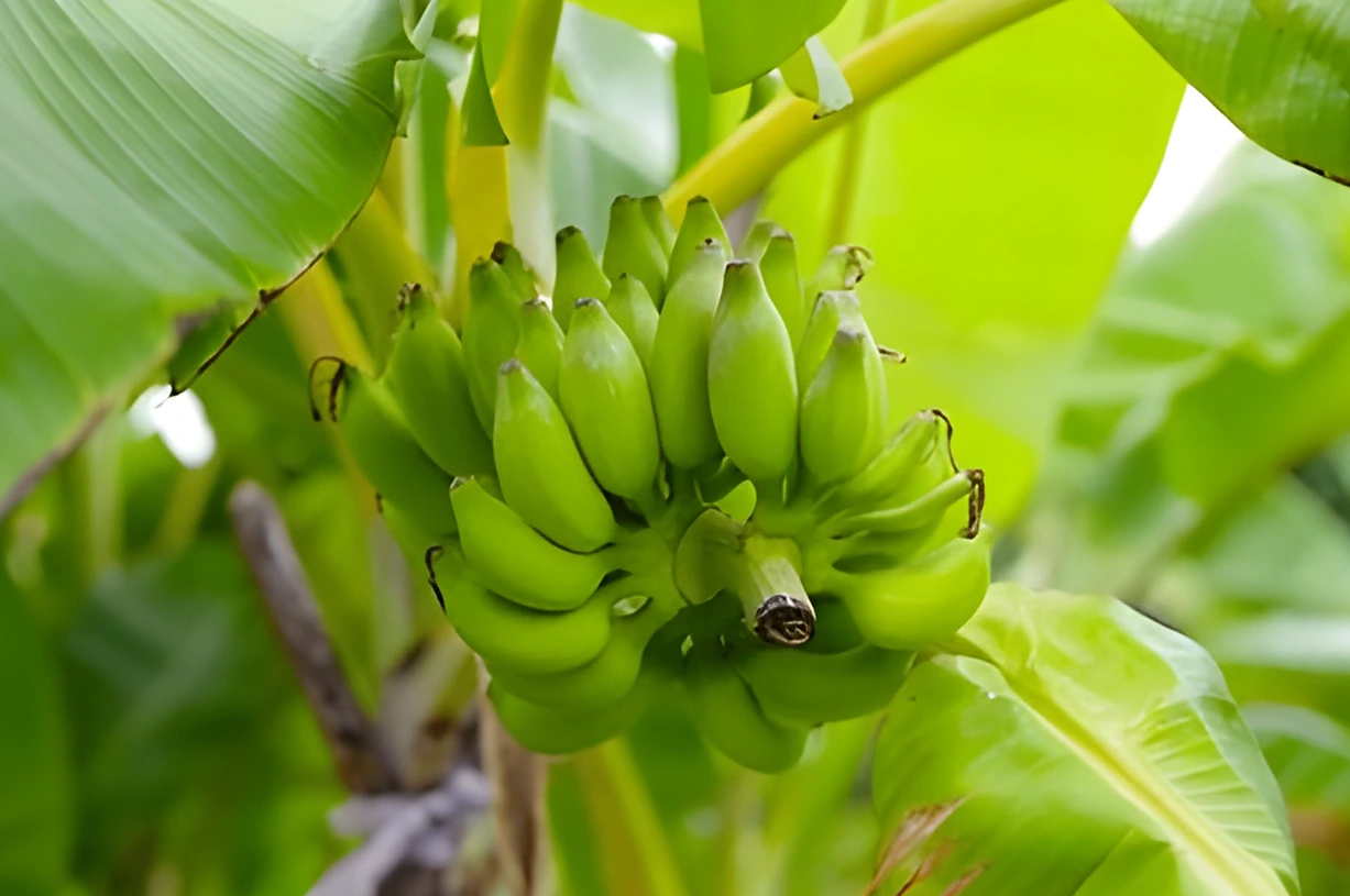 Health Benefits of Plantains vs Indian Bananas 
