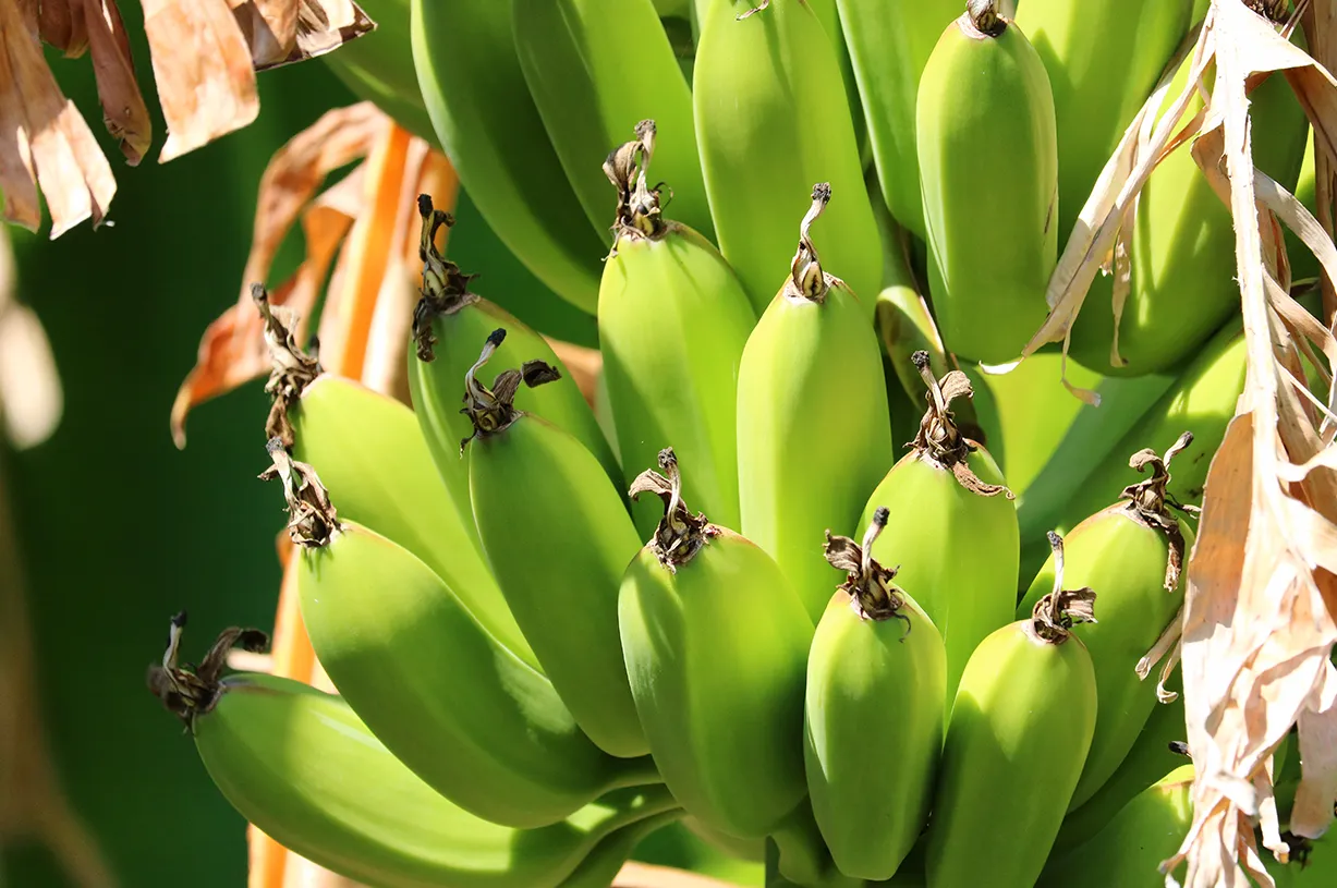 Key Differences Between Plantain and Indian Banana 