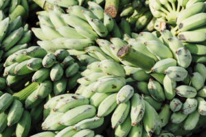 Indian Banana