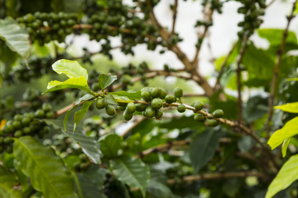 coffee cherries growing tree-