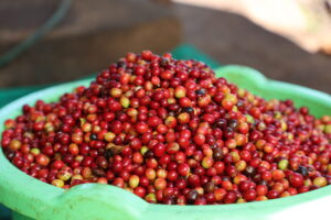 Premium Ugandan green coffee beans for international export