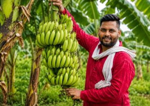 Indian banana farmer holding fresh green bananas in a tropical plantation