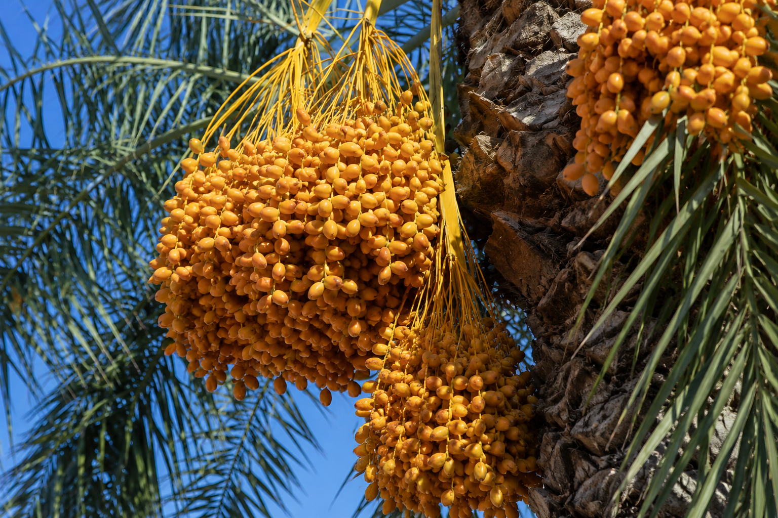 Iranian dates displayed for export and wholesale