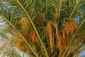 Fresh and high-quality Iranian dates from Iran