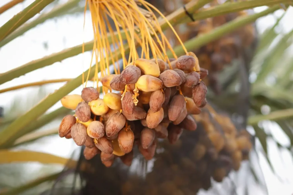 Fresh premium Iranian dates displayed in a traditional arrangement, showcasing their rich texture and natural sweetness.
