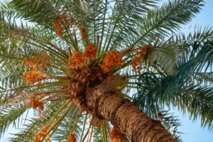 High-quality Iranian dates for wholesale and export