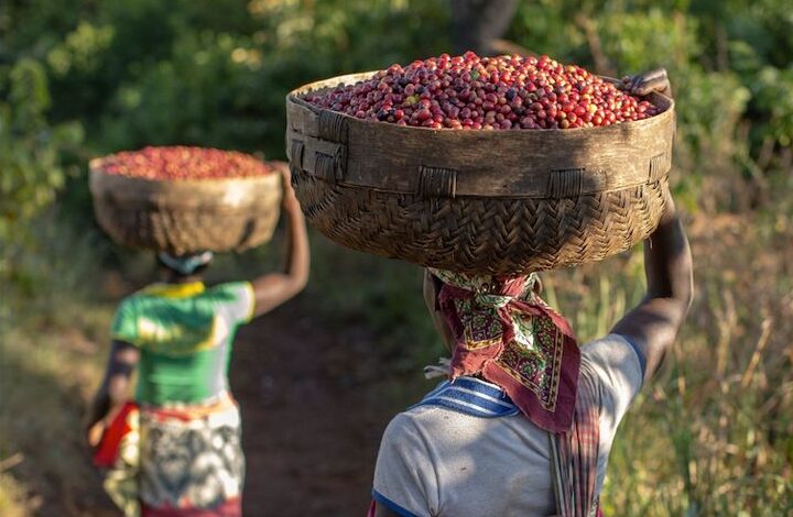 High-quality Ugandan green coffee beans ready for export