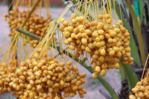 Premium Iranian dates for global export