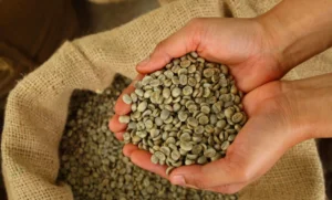 Uganda green coffee beans prepared for wholesale purchase by coffee roasters and importers