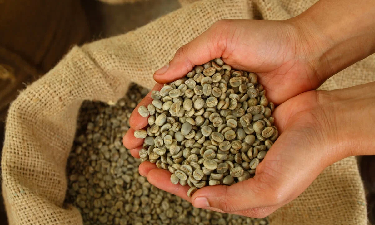Uganda green coffee beans prepared for wholesale purchase by coffee roasters and importers