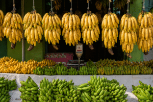 Indian Grand Naine bananas for international markets