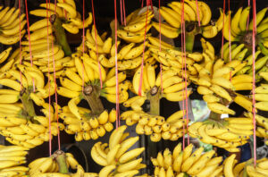 Fresh Indian bananas prepared for export from farms to international markets