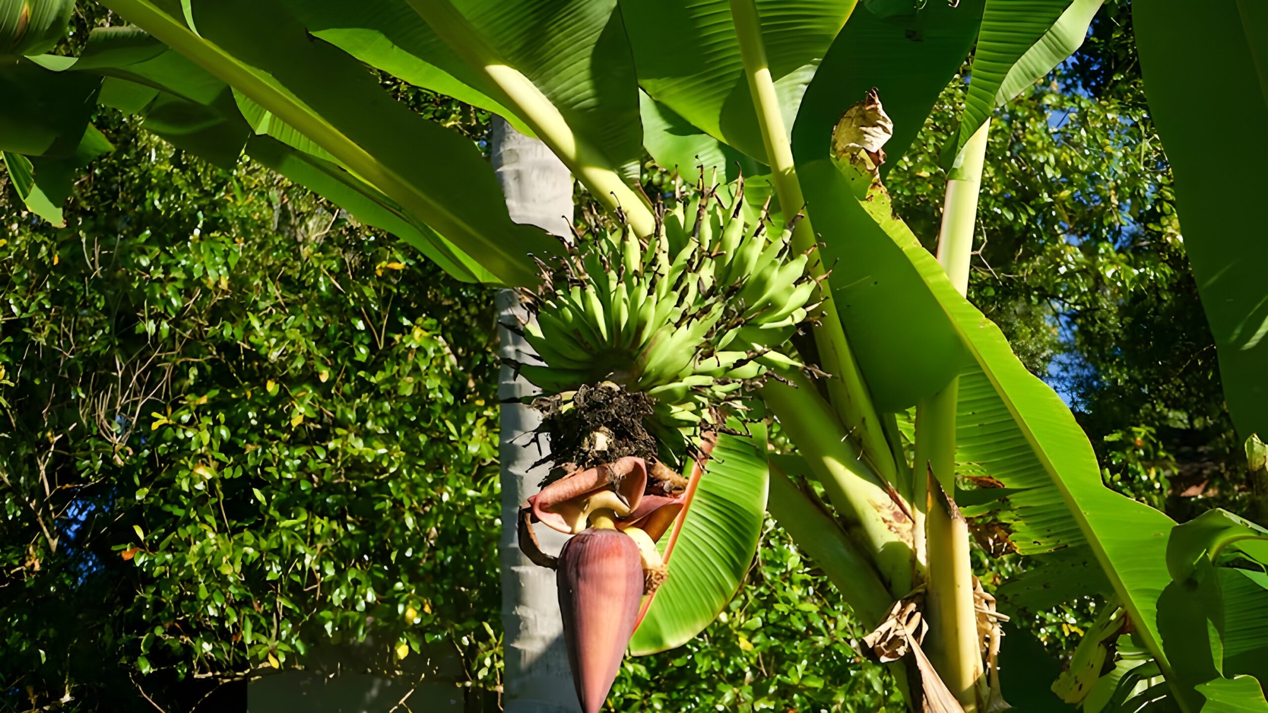 Indian banana exports from farms to global markets