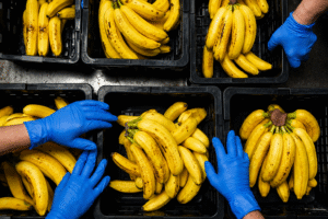 Workers sorting and handling fresh Indian bananas in a commercial packing facility