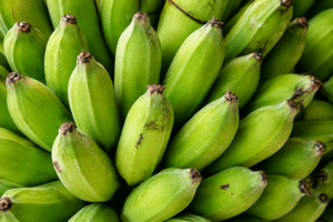 Fresh green Indian bananas prepared for export and commercial distribution